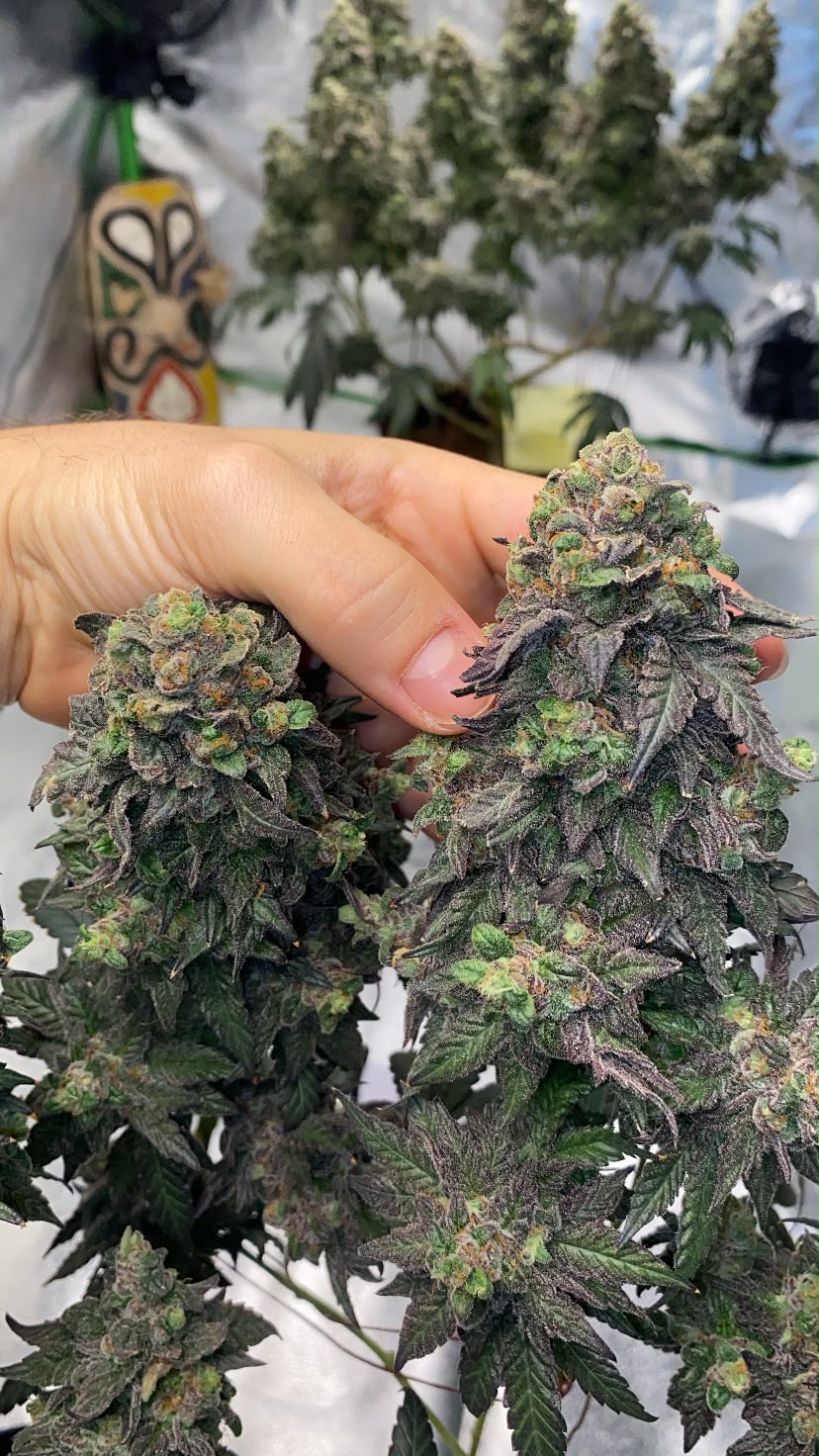 Mão segurando inflorescências de planta medicinal em cultivo